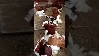 Статные голуби. Ленточные голуби. Pigeons