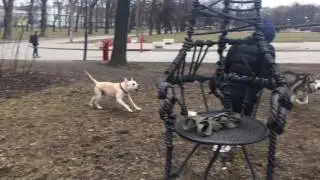 Маламут и питбуль :)