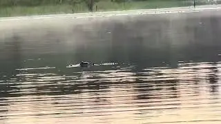 Alligator and mist:)