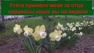 Утята приняли меня за отца, нарциссы каких вы не видели, пень кролик, дача огород