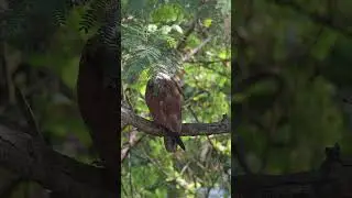 Brahminy Kite | #shorts | Nikon Z6 II with Nikkor 100-400 Lens
