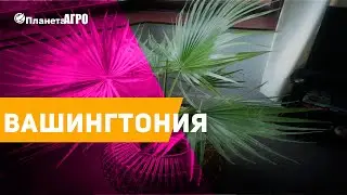 🌳 Семена цветов Вашингтония ✔️ Нитеносная 🌿 Планета Агро
