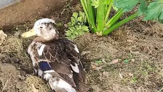 Они расклевали голову утке/ лечу.