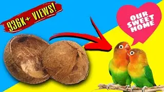 Bird Nest Making |  DIY | Coconut Shell Craft Making | Best out of waste | Coconut Shell Craft ideas