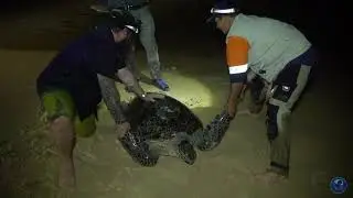 Fraser Island Turtle Conservation