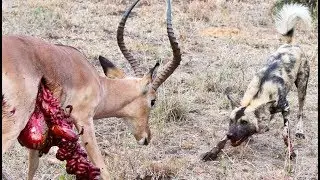 Wild Dogs v Impala | Impala Fights Back as Guts Fall Out
