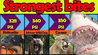 👉👀Comparison: Animal with Strongest Bite Force | Most Powerful Bites In Animal Kingdom
