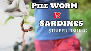 Sac river striper fishing. Sardines VS. Pile worms