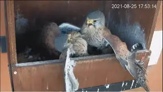 Kestrel. Now the fight of a pair of males/Теперь парни выясняют, чья коробка!