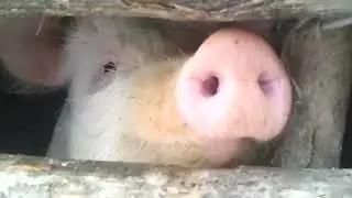 Свинота Хрюкать, Трусы пукать
