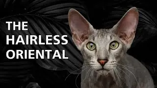 Peterbald Cat 101 - Learn ALL About Them!