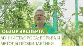 Мучнистая роса: борьба и методы профилактики.