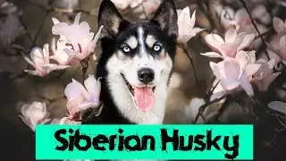 Siberian Husky Wallpapers !! Siberian Husky Photos !! Essence Wallpaper !!
