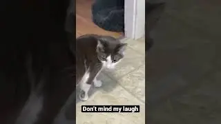 Fun times with the cat 😂 #shorts #dontjudge #cats #funnyvideo