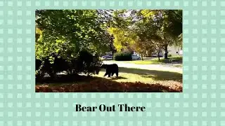 Bear Out There