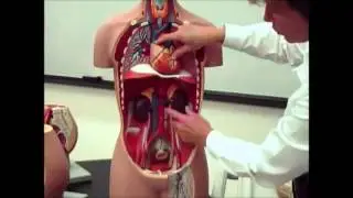 Intro Anatomy 7 -Lymph & Blood Vessels