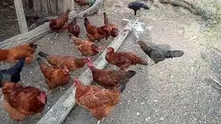 Balat ng Camote Mixed with Darak ng Mais para sa mga Alagang Manok