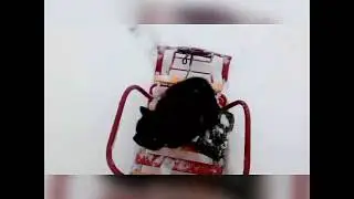 кот,который смог это выдержать!