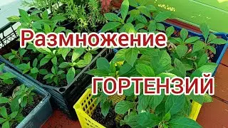 Зелëное черенкование ГОРТЕНЗИЙ. Что происходит с саженцами сейчас.