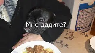 Разведка французского бульдога Блейда.