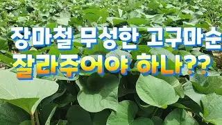 (텃밭농사)  장마철  무성한  고구마순관리  고구마순 잘라주어야 하나??