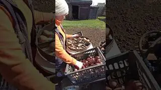 Вот такой картофелесажалкой мы садили картошку этой весной. Жизнь в деревне