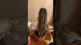 Цветущая КОЛЮЧКА:))