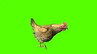 hen green screen video (3)