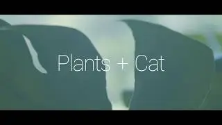 Plants + Cat | BMPCC Test