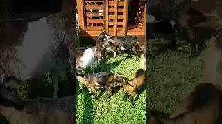 Kambing Hitam dan Putih