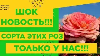 ЭТИ РОЗЫ ВЫ НАЙДЕТЕ ТОЛЬКО В СЦ 