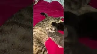 Кошка кормит котят #cats #youtubeshorts