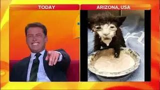 News anchor losing it to a picture of a cat