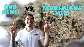 CBD vs Marijuana.