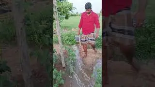 Vivasayam and harvesting #shorts #viral #trending #farming