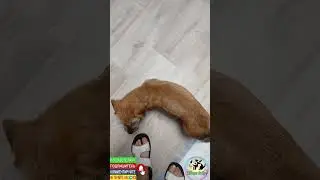 Собачья банда на лечении