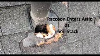 Raccoon in Attic | Entry at Soil Stack | Roof Damage