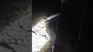 Late night Alligator gar from Ohio River #shorts #ohioriver #nightfishing