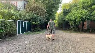 Будни дрессировки! Седьмой день занятий! Отработка команды ко мне! Лабрадор 3 месяца Чарли!