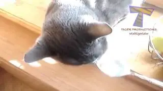 sjove og søde kat lyde  cat kompilering