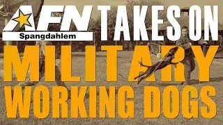 AFN Takes On Military Working Dogs