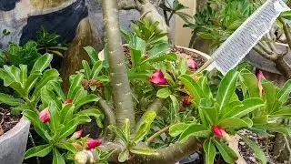 SEJAM TODOS BEM VINDOS AO CANAL CULTIVANDO PLANTAS