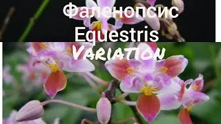 Орхидея P.equestris (variation), не понятно что было