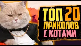 Топ 20 приколов с котами | Cutest Cat Memes That Will Make You Go AWWW!