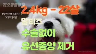 22살 말티즈 2.4kg 마취와 수술없이 유선종양 제거 22years old maltese dog mammary gland tumor without surgery