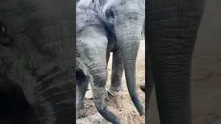 The 6-month-old elephant is very happy to play anything #shorts