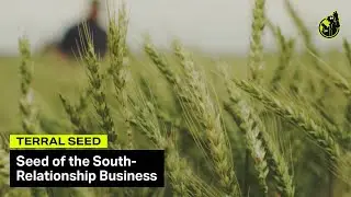 Grain Seed Supplier Commercial - “Seed of the South“ | Terral Seed