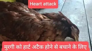 मुरगी को हार्ट अटैक होने से बचाने के लिए उपाय