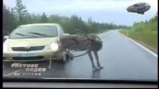 Лось пофигист чешет яйца посреди дороги