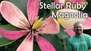 ‘Stellar Ruby’ Magnolia